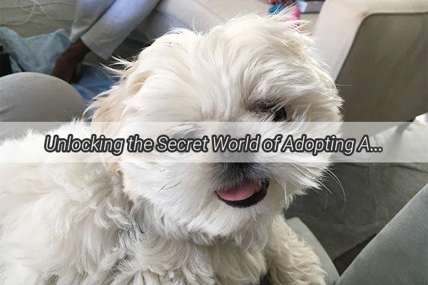 Unlocking the Secret World of Adopting Adult Dogs A Heartwarming Journey Awaits